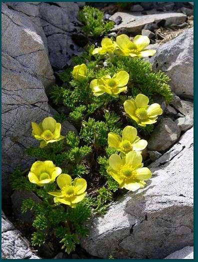 Alpine Plants